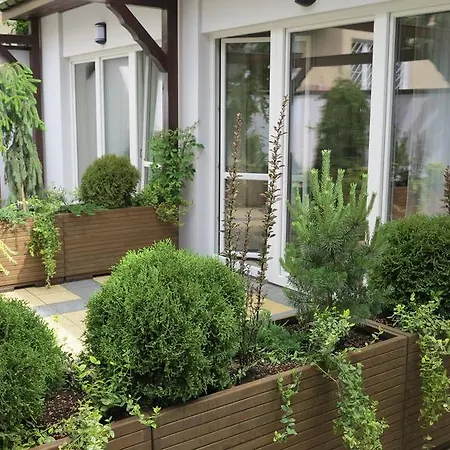 Rofel Goscinne סופוט